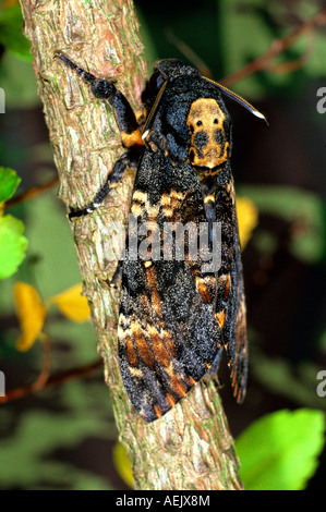 Totenkopf Hawkmoth (Acherontia Atropos) Stockfoto