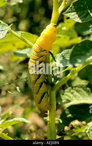 Totenkopf Hawkmoth entnimmt (Acherontia Atropos) Stockfoto