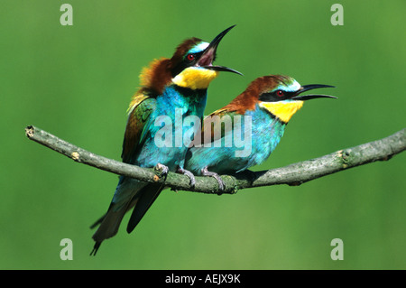 Europäische Bienenfresser (Merops Apiaster) Stockfoto