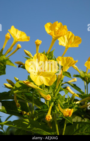 Gelben Blüten der Mirabilis Jalapa, Solanaceae im Abendlicht Stockfoto