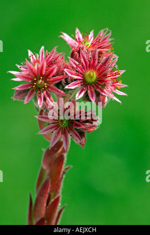 Blühende Hauswurz - gemeinsame Hauslauch (Sempervivum Tectorum) Stockfoto