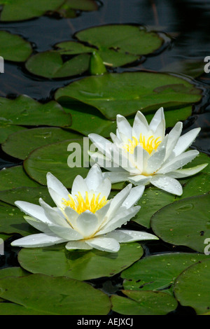 Blühende Weiße Seerose im Gartenteich (Nymphaea Alba) Stockfoto