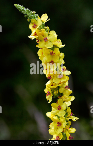 Blühende dunkle Königskerze (Verbascum Nigrum) Stockfoto