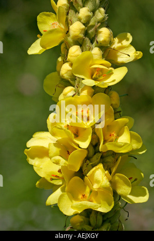 Blühende weiße Königskerze - Aaron´s Rod (Verbascum Thapsus) Stockfoto