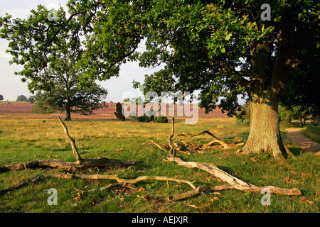 Landschaft mit alten Eichen (Quercus Robur) und blühenden Heidekraut (Calluna Vulgaris) und Wacholder (Juniperus Communis) in th Stockfoto