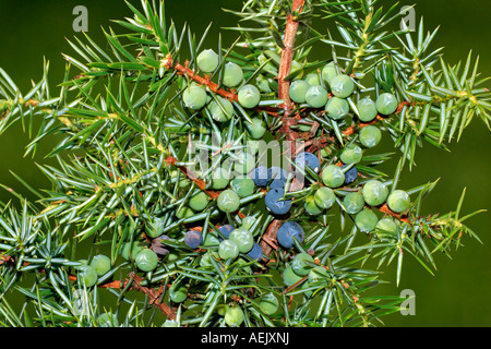 Gemeine Wacholder - Zweig mit Früchten - Wacholder Berrys (Juniperus Communis) - Lüneburger Heide, Niedersachsen, Deutschland, Stockfoto