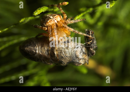 Kreuzspinne Essen Wespe Stockfoto