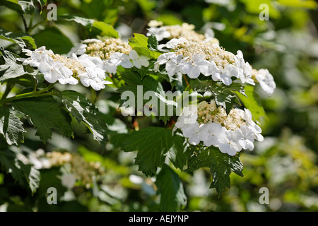 Guelder-Rose, Viburnum Opulus, Deutschland Stockfoto