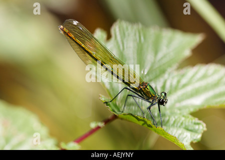 Gebändert, Blackwing, gebändert Agrios, Weiblich, Gebänderten Prachtlibelle Calopteryx splendens Stockfoto