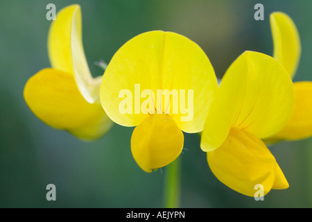 Birdfoot Deervetch, Lotus corniculatus Stockfoto