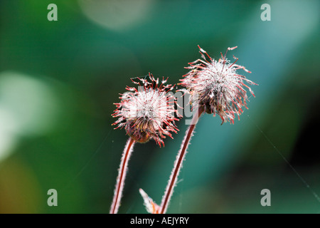 Wasser Avens, purple Avens, Geum rivale Stockfoto