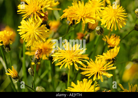 Rough Hawksbeard, Crepis biennis Stockfoto