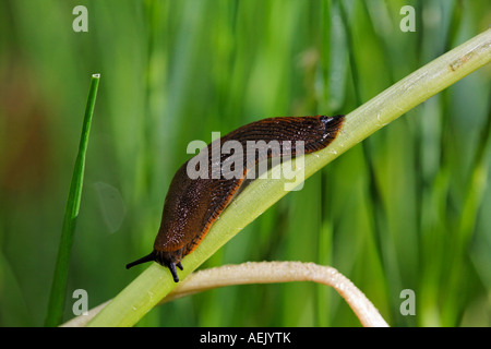 Rote Nacktschnecke, Arion Ater, Arion rufus Stockfoto