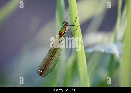 Gebändert, Blackwing, gebändert Agrios, Weiblich, Gebänderten Prachtlibelle Calopteryx splendens Stockfoto