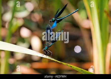 Gebänderten Prachtlibelle, Männlich, Calopteryx Splendens und schöne Prachtlibelle, fliegen, Calopteryx Splendens Männchen Stockfoto