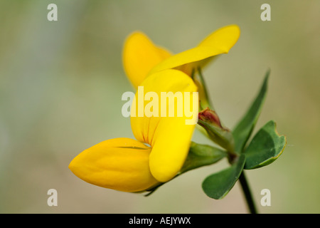 Birdfoot Deervetch, Lotus corniculatus Stockfoto