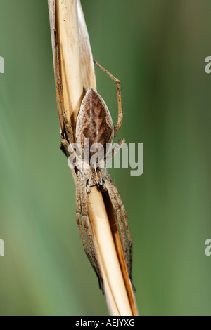 Baumschule Web Spider, Pisaura Mirabilis, Stockfoto