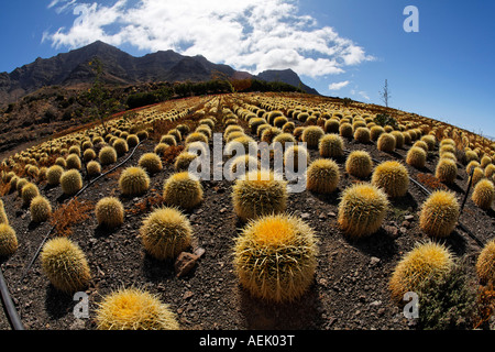 monstera deliciosa sphagnum moss Sphagnum moss poles – www.augi-plants.lv main image 0