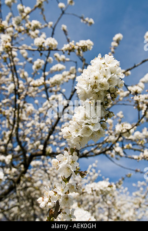 Kirschblüte Stockfoto