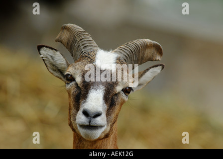 Mufflon (Ovis Ammon Musimon) weiblich Stockfoto