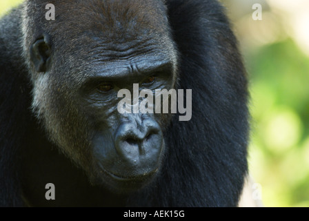 Flachlandgorilla, Männlich Stockfoto