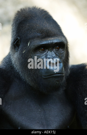 Flachlandgorilla, Männlich Stockfoto