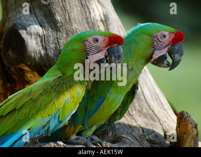 Große grüne Aras (Ara Ambiguus) Stockfoto