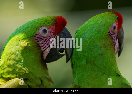 Große grüne Aras (Ara Ambiguus) Stockfoto