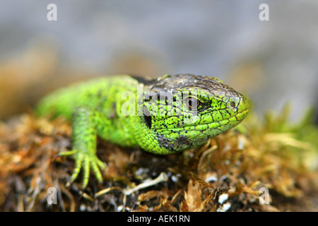 Portrait einer männlichen Zauneidechse (Lacerta Agilis) Stockfoto