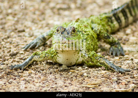 Weedy amerikanischer Alligator Stockfoto