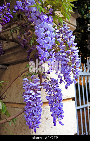 lila Glyzinien bis im Haus der typischen Süd-Osten von Frankreich alte Steindorf von Ramatuelle in der Nähe von Saint-Tropez auf der fr Stockfoto