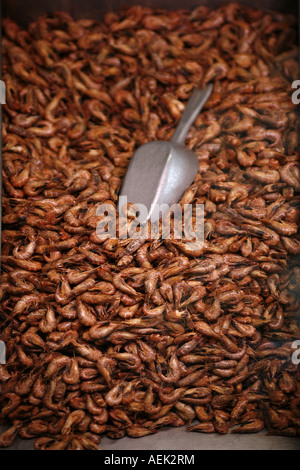 Nordsee Garnelen frisch gefangen Stockfoto