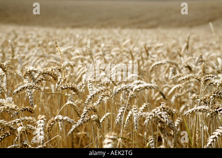 Bereich der Gerste (Hordeum Vulgare) Stockfoto