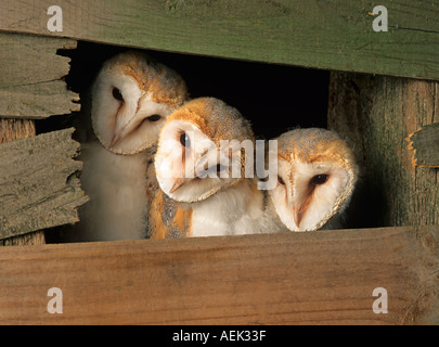 Junge Schleiereule Tyto alba im Nest in der landwirtschaftlichen Gebäude Stockfoto