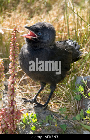 Nahaufnahme eines Baby-Krähenvogels, der ein Getue scheinbar verloren in rauer Landschaft Grasland England Großbritannien Stockfoto