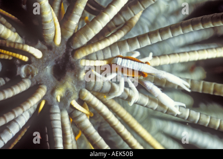 Elegante Squat Lobster verbirgt sich im Crinoid Allogalathea Elegans Lembeh Straße Indonesien Stockfoto