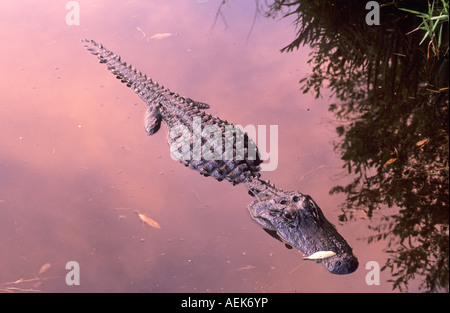 Alligator Okefenokee Sumpf im Abendlicht, Georgia, USA Stockfoto