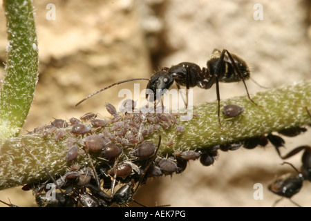 Schwarze Ameisen Blattläuse tendenziell Stockfoto