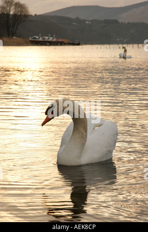 Schwan im Morgengrauen in Yamanaka Ko in der Nähe von Fuji fünf-Seen-Land Stockfoto