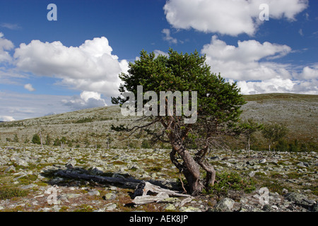 Baum in Norwegen in der Nähe von Elga am See Femunden Stockfoto