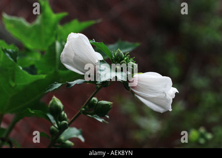 Straße Blumen in Brooklyn. Stockfoto