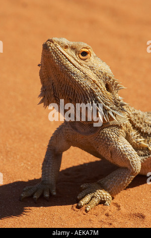 Bearded Dragon Pogona Vitticeps Outback New South Wales Australien Stockfoto