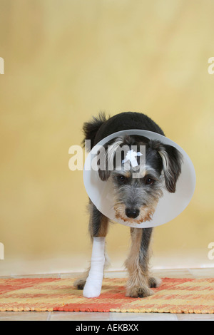 Gemischte Rasse Hund mit bandagierten Pfote Schutz Trichter und medizinische Streifen verletzt bandage Stockfoto