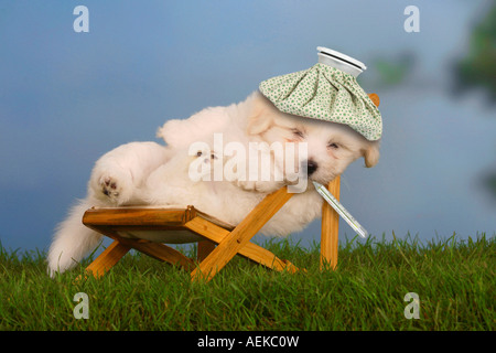 Coton de Tulear Welpen 6 Wochen im Liegestuhl mit Fieberthermometer und Eisbeutel Stockfoto