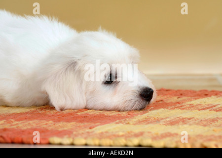 Coton de Tulear Welpen 8 Wochen Stockfoto