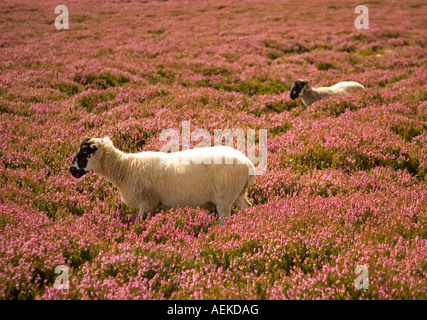 Schafe im Heidekraut, Lancashire Stockfoto