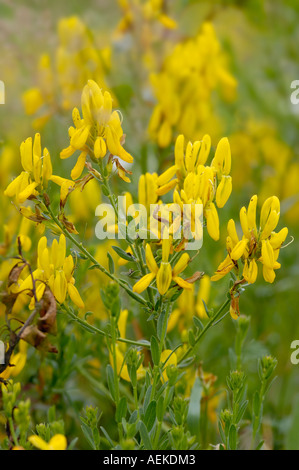 Färber Greenweed Genista tinctoria Stockfoto