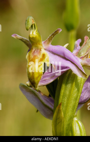 Wespe Orchidee Ophrys Apifera trollii Stockfoto