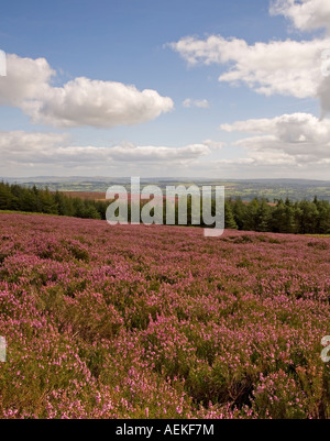 Heather im Ribble Valley, Lancashire Stockfoto