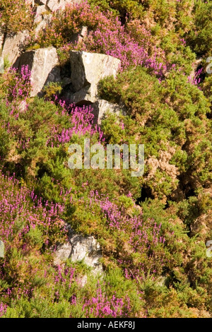 Heather wächst auf einem Felsvorsprung oberhalb der River North Esk in Glen Esk Angus Scotland August 2007 Stockfoto